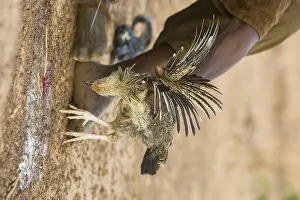 Killed: Sacrifice chicken for Nile Crocodiles Bazoule Burkina Faso