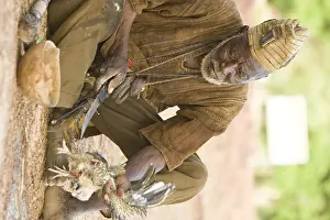 Tools: Sacrifice chicken for Nile Crocodiles Bazoule Burkina Faso