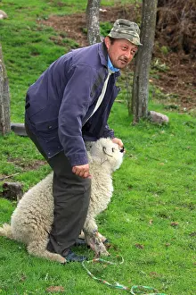 Believer: Sacrifice of the paschal lamb for the Orthodox Easter
