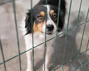 Rescue: sad rescue dog fence adoption shelter. High resolution