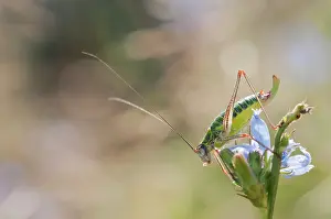 Ephippiger: Saddle Backed Bush Cricket