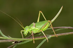 Ephippiger: Saddle Backed Bush Cricket