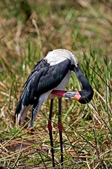 Senegalensis: Saddle-backed Stork (Ephippiorhynchus senegalensis