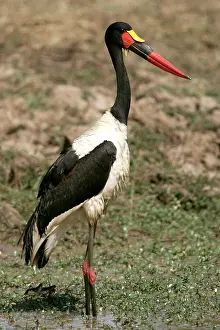 Ephippiorhynchus: Saddle-billed Stork