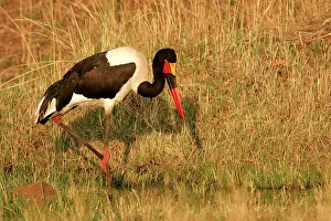 Ephippiorhynchus: Saddle-billed Stork