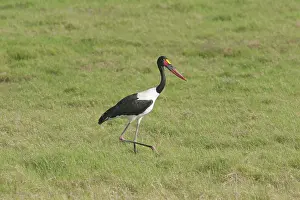 Ephippiorhynchus: Saddle-billed Stork