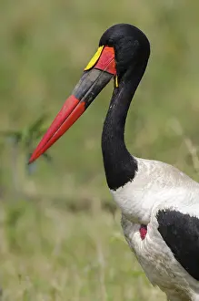 Senegalensis: Saddle-billed Stork