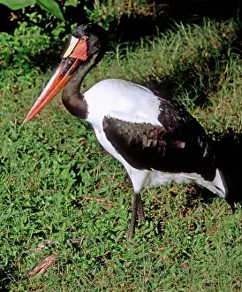Senegalensis: Saddle-billed Stork
