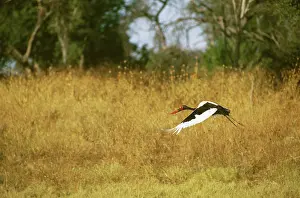 Senegalensis: Saddle-billed Stork