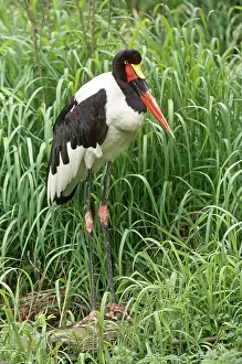 Senegalensis: Saddle-billed Stork