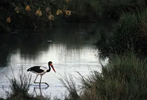 Senegalensis: Saddle-billed Stork