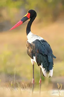 Senegalensis: Saddle-billed Stork