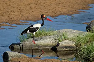 Senegalensis: Saddle-billed Stork