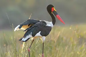 Senegalensis: Saddle-billed Stork