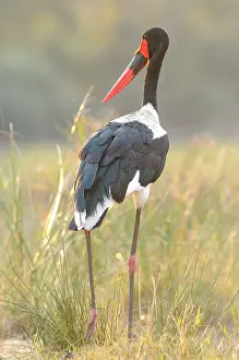 Senegalensis: Saddle-billed Stork