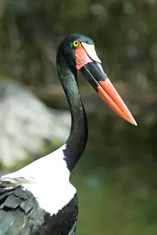 Saddle: Saddle-billed Stork