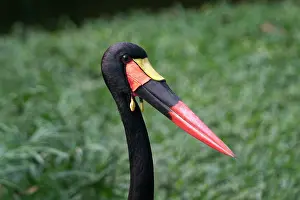 Ephippiorhynchus: Saddle-billed Stork - close-up of head