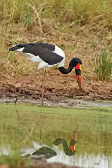 Senegalensis: Saddle-billed Stork (Ephippiorhynchus senegalensis)