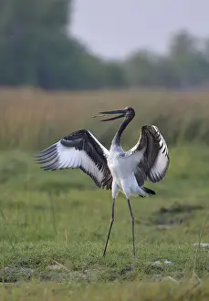Senegalensis: Saddle-billed Stork (Ephippiorhynchus senegalensis)