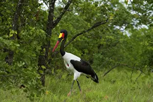 Senegalensis: Saddle-billed Stork (Ephippiorhynchus senegalensis)