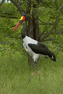 Saddle: Saddle-billed Stork (Ephippiorhynchus senegalensis)