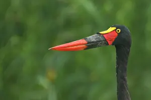 Saddle: Saddle-billed stork (Ephippiorhynchus senegalensis)