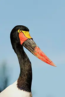 Saddle: Saddle-billed stork (Ephippiorhynchus senegalensis)