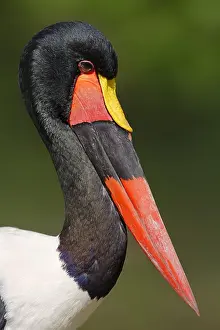 Saddle: Saddle-billed stork (Ephippiorhynchus senegalensis)