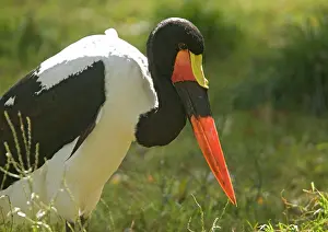 Ephippiorhynchus: Saddle-billed stork, feeding