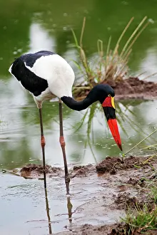 Ephippiorhynchus: Saddle-billed Stork - fishing in pond