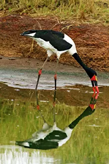 Ephippiorhynchus: Saddle-billed Stork - fishing in a pond