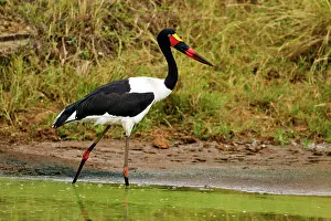 Ephippiorhynchus: Saddle-billed Stork - fishing in a pond