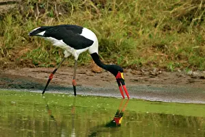 Senegalensis: Saddle-billed Stork - fishing in a pond