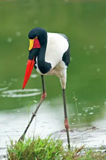 Senegalensis: Saddle-billed Stork - fishing in a pond