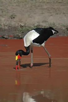 Saddle: Saddle-billed Stork fishing in red-coloured waterhole