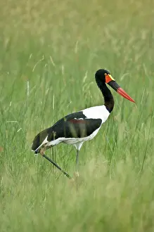Ephippiorhynchus: Saddle-billed Stork - With foot raised walking
