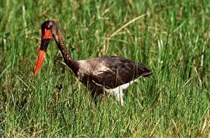 Saddle: SADDLE-BILLED STORK - juvenile