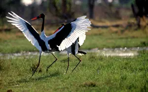 Ephippiorhynchus: Saddle-billed Stork - male displaying to