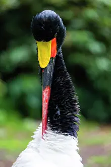 Saddle: Saddle Billed Stork, portrait of bird preening its