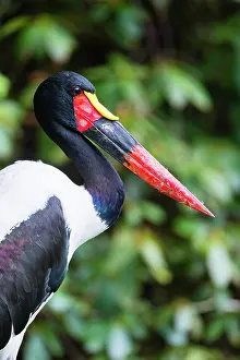 Saddle: Saddle Billed Stork, portrait of bird showing powerful