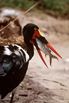 Swallowing: SADDLE-BILLED STORK - with tiger fish in beak
