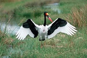Ephippiorhynchus: Saddle-billed Stork - With wings spread