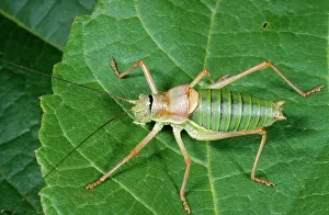 Ephippiger: Saddle Back BUSH-CRICKET, male