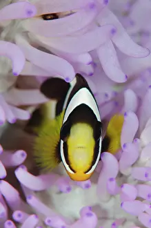 Anemonefish: Saddleback Anemonefish