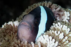 Saddleback: Saddleback Anemonefish in anemone TK1 dive site