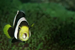 Anemonefishes: Saddleback Anemonefish - with two parasites in the mouth