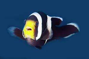 Anemonefish: Saddleback Anemonefish - Seraya dive site, Tulamben