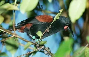 Carunculatus: SADDLEBACK BIRD - TAGS ON LEG