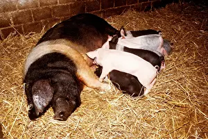 Piglets: Saddleback (Cross) Pigs - Adult feeding young