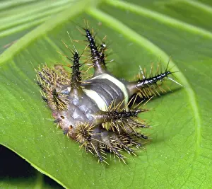 Spiny: Saddleback moth caterpillar
